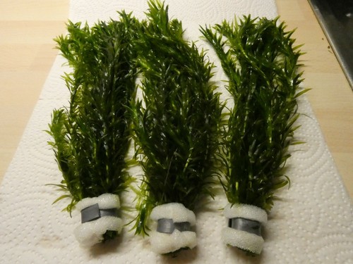 2 Bund Elodea densa Dichtblättrige Wasserpest Teich Aquariumpflanzen