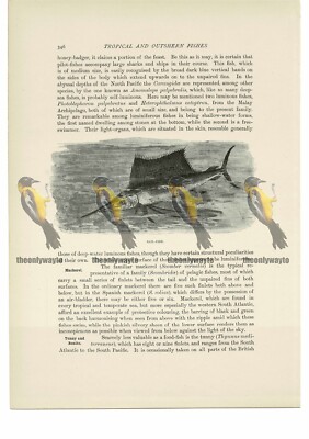 Segelfisch, Tierbuchillustration (Druck), um 1916