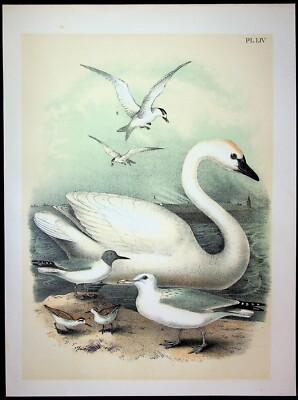 Birds Of North America Jacob Studer Original 1903 Print Plate LIV Trumpeter Swan