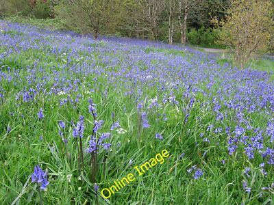 Photo 12x8 Bluebells at Rowardennan Lodge The Youth Hostel at Rowardennan  c2014