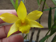 Rare Dendrobium hancockii orchid plant  FS not in bloom