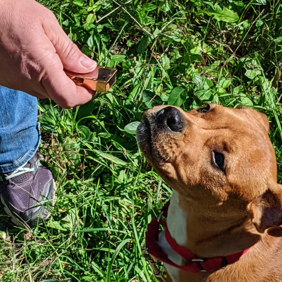 Cachorro Perro Mascota Entrenamiento Clicker Animal Enseñanza Obediencia Herramienta de Entrenamiento con Cordón Foto 4 de 4