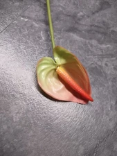 25" MinI Anthurium stem cream/pink. Tropical stems Hawaiian flowers .