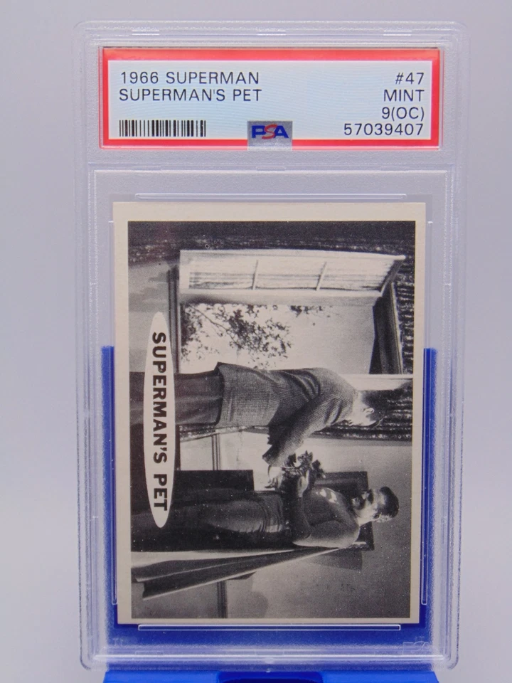 1966 Topps DC Adventures of Superman Card #47 Superman's Pet George Reeves PSA 9 - Image 2 of 3