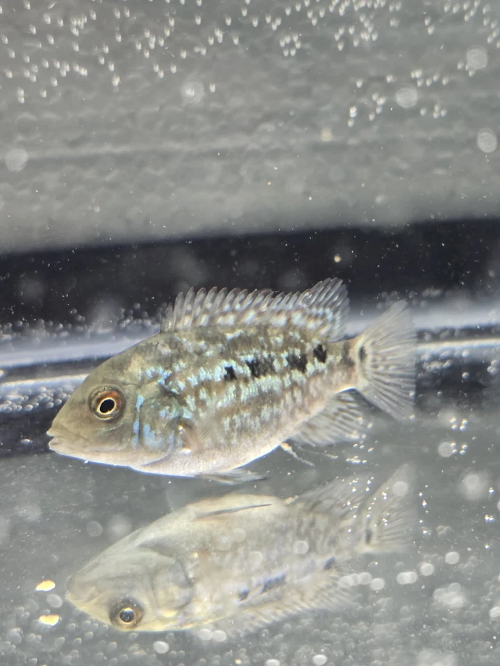 SUPER RED TEXAS CICHLID 3.5 INCH Black Friday only Ship Dec 8th. - Image 2 of 4