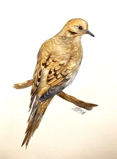 Mourning Dove Bird Watercolor Original Painting