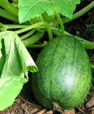 Tatume Summer Squash Seeds, Mexican Squash, NON-GMO, Calabacita, FREE SHIPPING