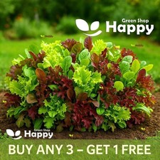 Baby Leaf Mixture - Oriental Mix - 1000 seeds -