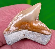 LIGHTNING STRIKE  FOSSIL Tiger Shark Tooth  BONE VALLEY -  NATURAL