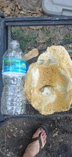 Florida Giant fossilized Oyster shell