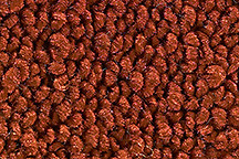 1970 Challenger 4 Speed Carpet 21 Burnt Orange Loop Molded Mass Padding ACC