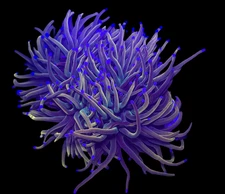 WYSIWYG Dragon Tamer Torch Live Coral – LPS Frag with Pink and Blue Tips