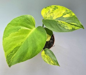 monstera minima giftig katzen Monstera Minima – zakrslá rostlina švýcarského sýra