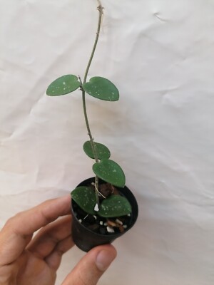 Hoya Mathilde Splash