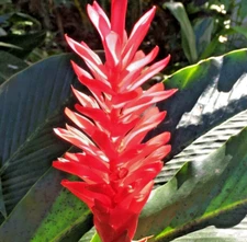 🌺🌺 Magnificent Curcuma Red flower-plant 3root rhizomes fast grow turmeric GR28