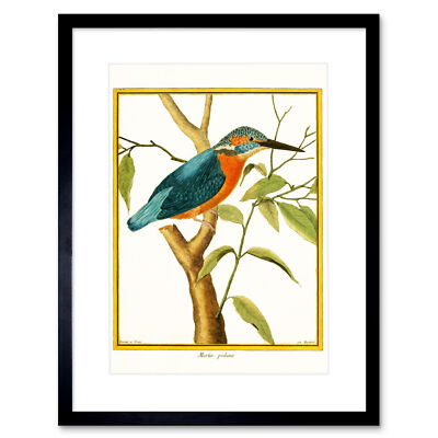 Vogel Gemeiner Eisvogel Martin Pecheur Kunstdruck Gerahmtes Poster Wanddeko