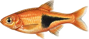 Harlequin Rasbora Fish Self Adhesive Vinyl Sticker