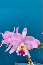 Cattleya lueddemanniana concolor (‘Pink Lemonade’ X ‘Incredible’) Fragrant 4” Pt