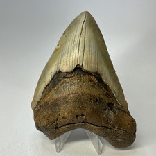 Megalodon Shark Tooth 4.89 Inch - Beautiful - Orange Fossil - Authentic 20147