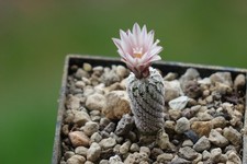 Kaktusy: Turbinicarpus heliae RS 504B; 1,2 cm, własne korzenie