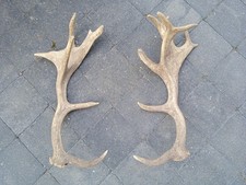 1 Paire De Bois De Cerf