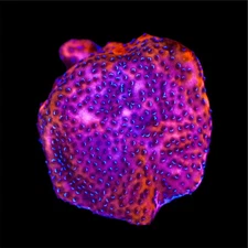 Mystic Sunset Monti WYSIWYG Live Coral Frag