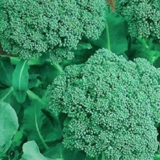 Broccoli Seeds  | NON-GMO Broccoli Seeds | Fresh Heirloom Garden Seeds
