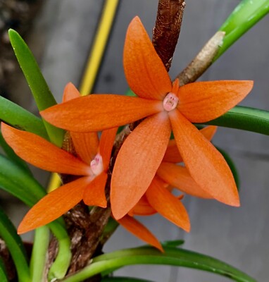 Ceratostylis Species ´Coral Red Sundown´ aufgebunden NEW Orchidee Cattleya Vanda