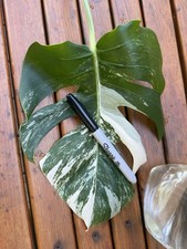 Monstera Albo Borsigiana - Medium Variegation - Cutting - Plant G - No Roots