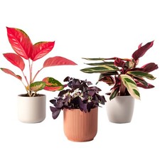 Tropical Treasure Bundle A Trio Of Lush Vibrant Easy Care Indoor House Plants