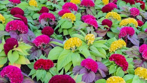 Celosia argentea cristata Dwarf Mixed (Cockscomb) - 100 seeds