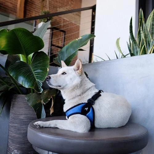 Gooby Easy Fit Dog Puppy Large Harness Pink Small Breed No Pull Step-In Style - Image 4 of 4