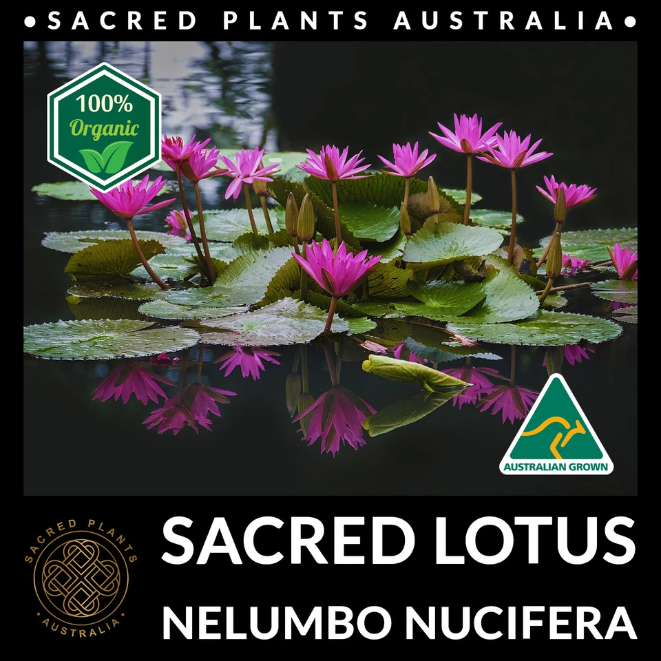 SACRED LOTUS 15 Seeds Nelumbo Nucifera Exotic Medicinal Rare Aquatic Water Plant - Image 3 of 4