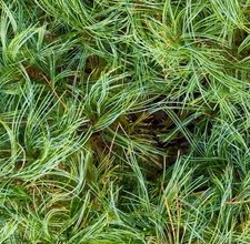Pinus strobus cv TINY CURLS - Eastern white pine | Weymouth pine