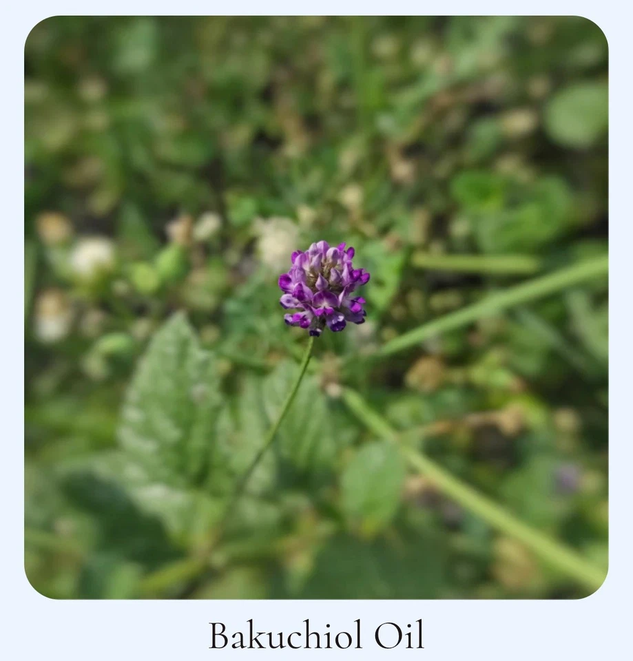 Anti-Aging Pro-Retinol Serum 30ml Rejuvenating Glowing Skin Organic Natural UK  - Image 3 of 4