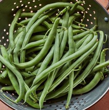 Blue Lake Stringless Pole Bean - Fresh Seeds - Non-GMO Heirloom     USA Seller