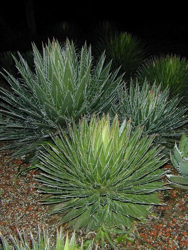 Landscape Agaves - hardy, modest sized agaves. Very sculptural - Picture 12 of 12