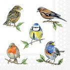Garden Birds Paper Napkins 3 Ply Nature Tea Party Serviettes Decoupage x 20
