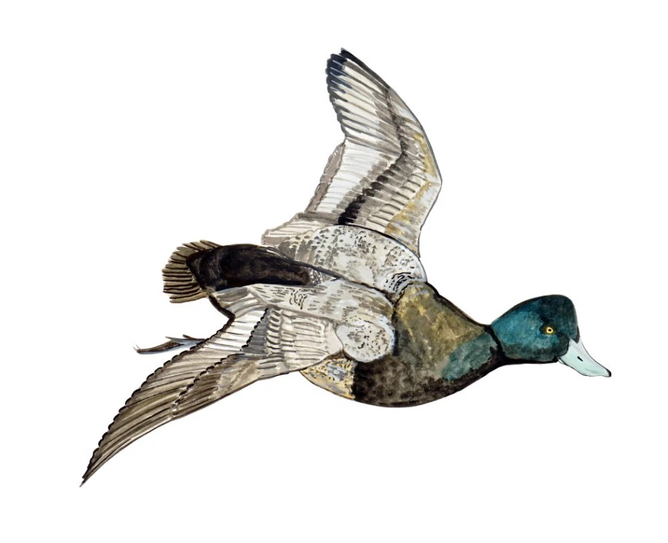 EASTARD BEACH DECALS Lesser Scaup Duck High Quality Printed Vinyl Decal Wall Window Car Sticker