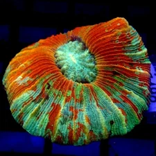 Red & Green Trachy 1.5" Small WYSIWYG - Indigo Corals - IC 3498 - Brain Coral