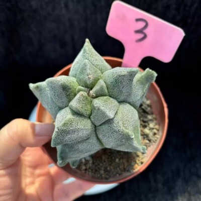 8CM Succulent Cactus Plant Astrophytum Myriostigma Kikko（White）Cactaceae Plant