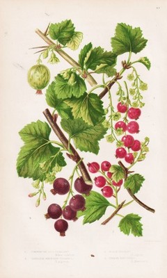 Ribes rubrum currants flowers botany botany Anne Pratt lithograph 1870