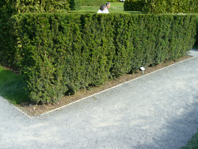 Eibe 50st. 30-50cm Heckenpflanzen Taxus baccata Eiben Wurzelware | eBay.de