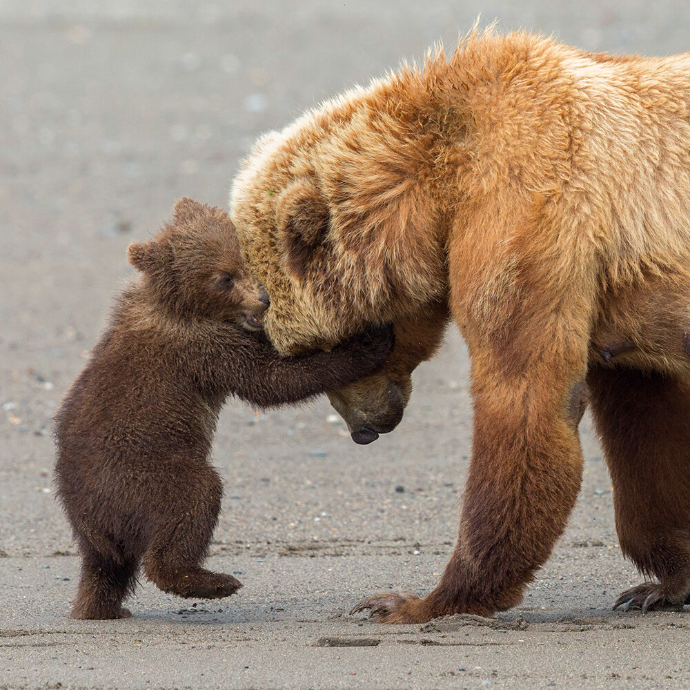 Wildlife Photographer of the Year Bear Hug Blank Greeting Card with Envelope