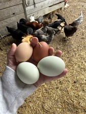 Fresh Dozen Rainbow Hatching Eggs