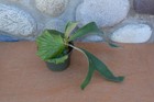 VERY RARE  HYBRID PLATYCERIUM HORN'S SUPRISE IN 4" POT - STAGHORN US GROWN — photo 4
