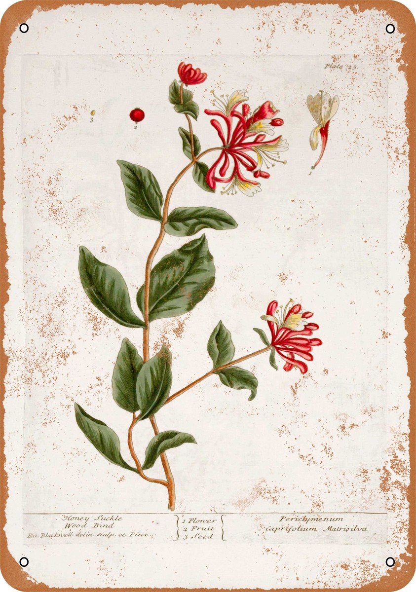 METAL SIGN - 1737 Honeysuckle Botany Plate -- Vintage Look | eBay