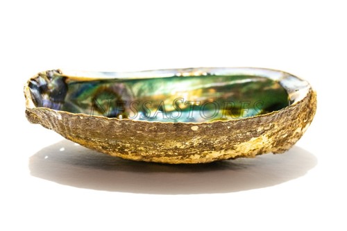 Green Abalone Sea Shell One Side Polished Beach Craft 6" - 7" (1 pc) #JC-018 - Picture 6 of 8