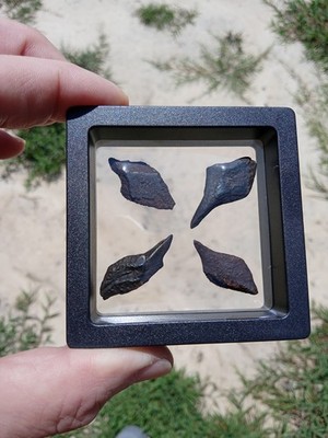 Lot of 4 Fossil Alligator Gar Scales in 3D Display Case! Pleistocene. G2