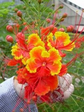 Caesalpinia Pulcherrima 10 Seeds Barbados Flowering Shrub Tree, Bird of Paradise